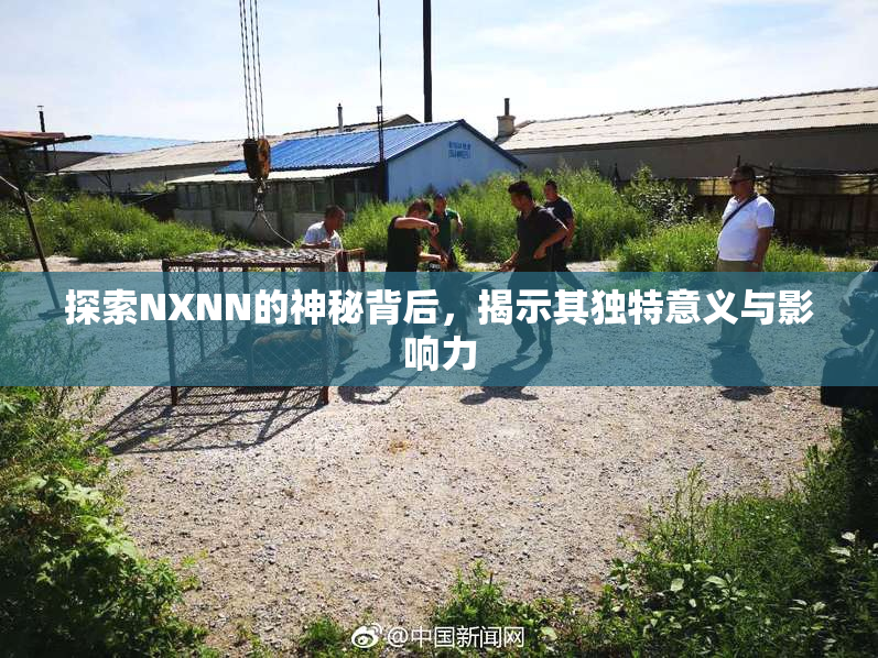 探索NXNN的神秘背后，揭示其独特意义与影响力