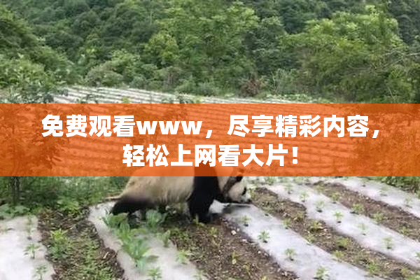 免费观看www，尽享精彩内容，轻松上网看大片！