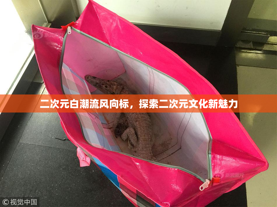二次元白潮流风向标，探索二次元文化新魅力