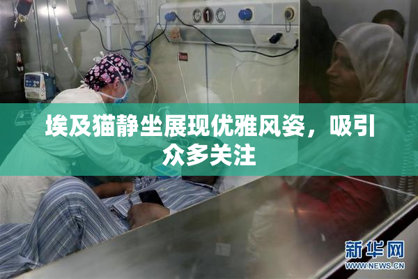 埃及猫静坐展现优雅风姿，吸引众多关注