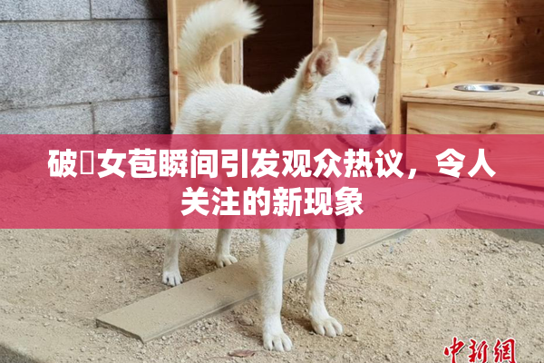 破處女苞瞬间引发观众热议，令人关注的新现象