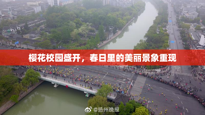 樱花校园盛开，春日里的美丽景象重现