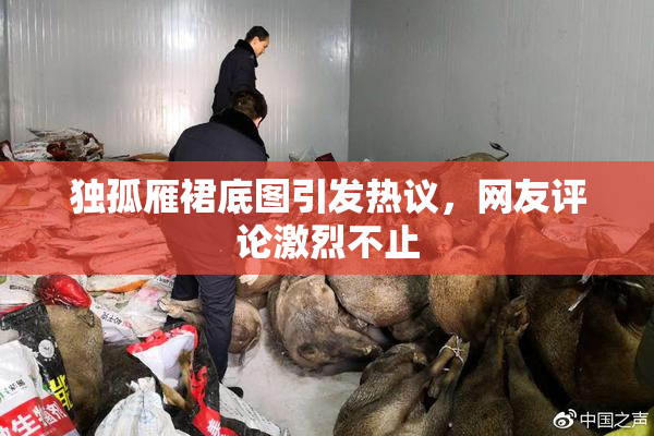 独孤雁裙底图引发热议，网友评论激烈不止