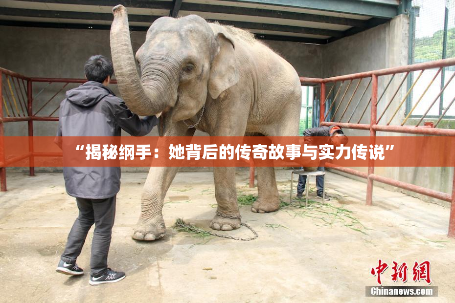 “揭秘纲手：她背后的传奇故事与实力传说”
