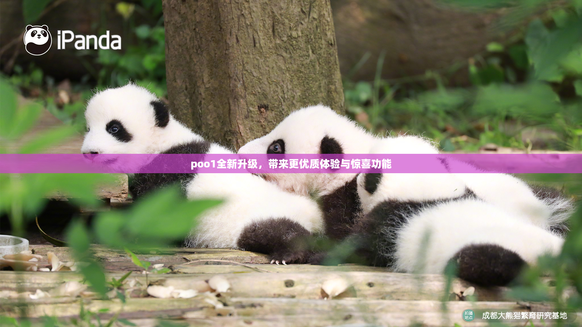 poo1全新升级，带来更优质体验与惊喜功能