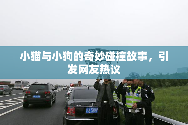 小猫与小狗的奇妙碰撞故事，引发网友热议
