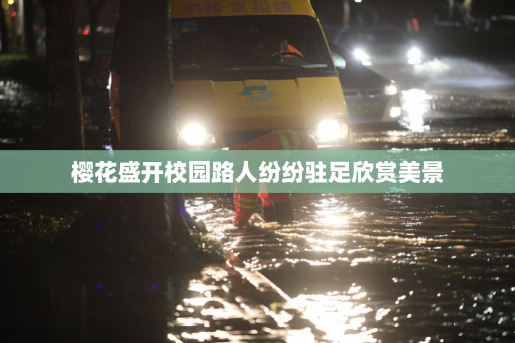 樱花盛开校园路人纷纷驻足欣赏美景