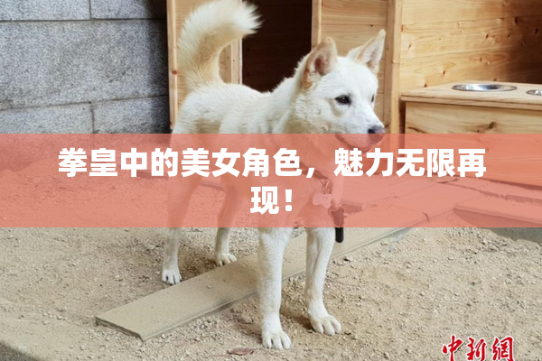 拳皇中的美女角色，魅力无限再现！
