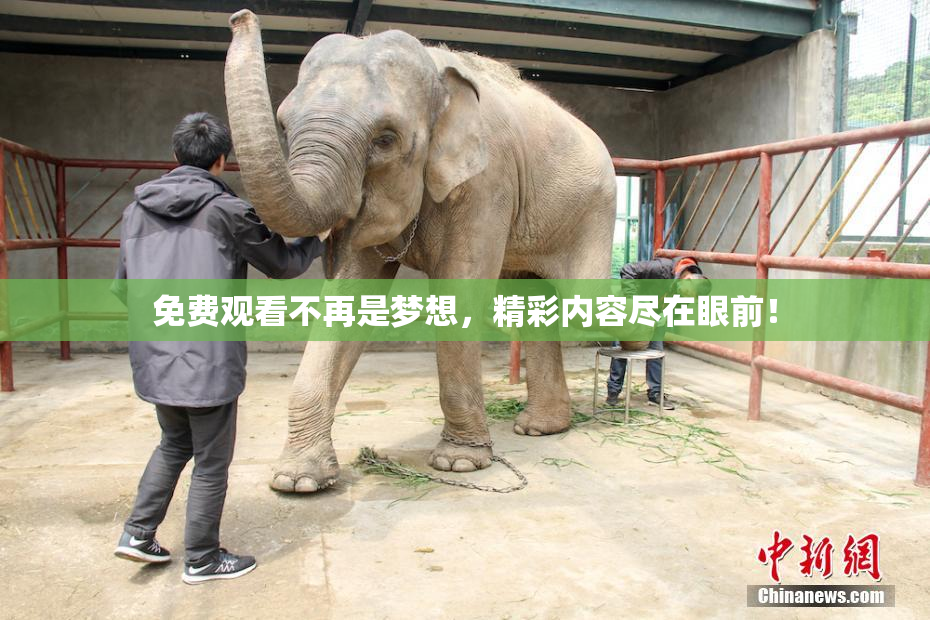 免费观看不再是梦想，精彩内容尽在眼前！