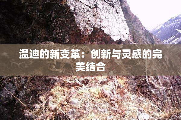 温迪的新变革：创新与灵感的完美结合
