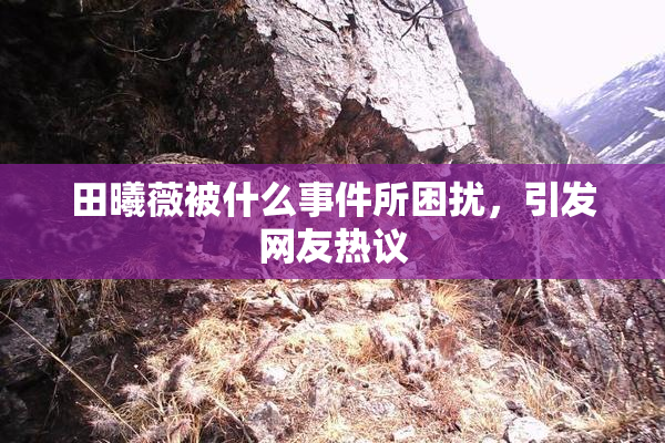 田曦薇被什么事件所困扰，引发网友热议