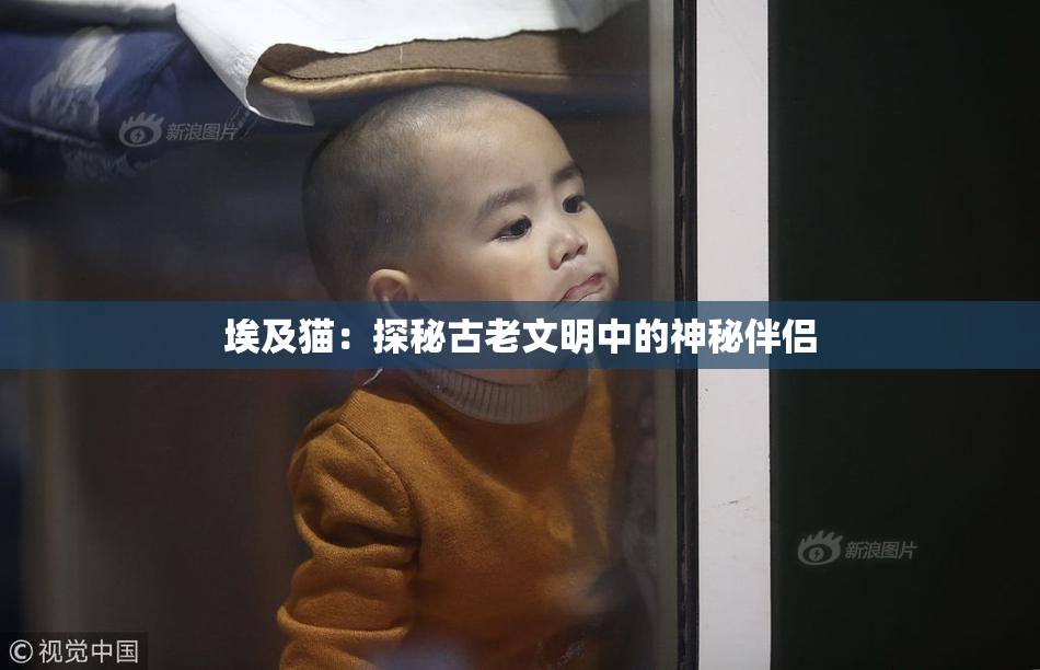 埃及猫：探秘古老文明中的神秘伴侣