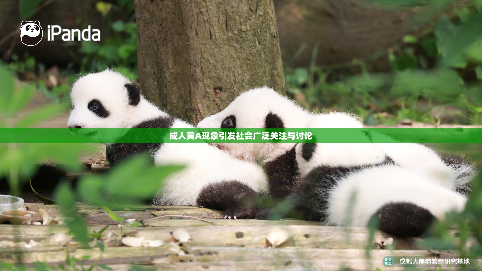 成人黄A现象引发社会广泛关注与讨论