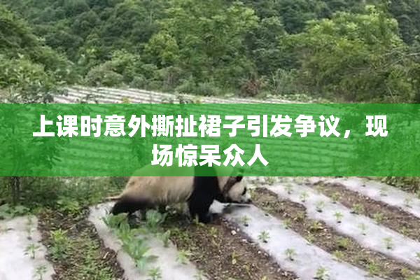 上课时意外撕扯裙子引发争议，现场惊呆众人