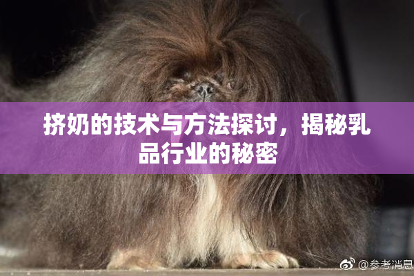 挤奶的技术与方法探讨，揭秘乳品行业的秘密