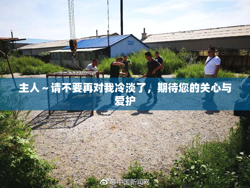 主人～请不要再对我冷淡了，期待您的关心与爱护