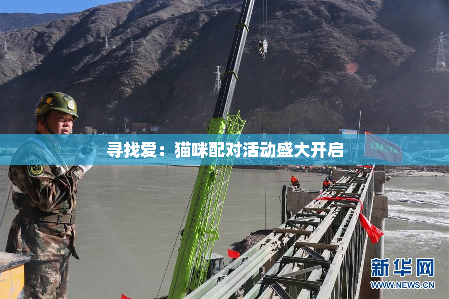 寻找爱：猫咪配对活动盛大开启
