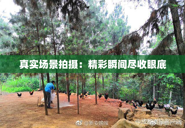 真实场景拍摄：精彩瞬间尽收眼底