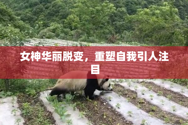 女神华丽脱变，重塑自我引人注目