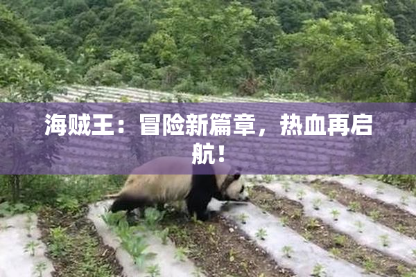 海贼王：冒险新篇章，热血再启航！