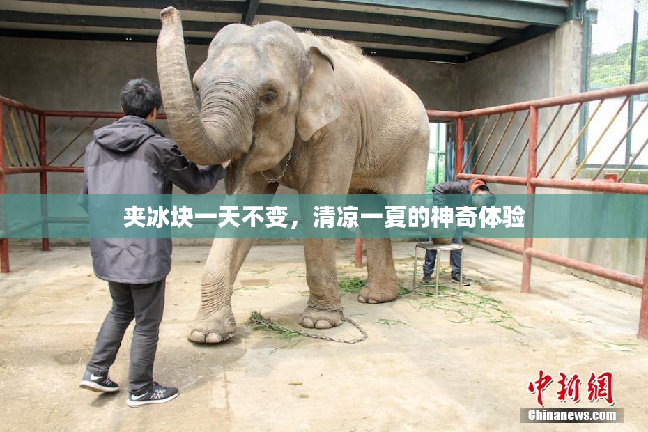 夹冰块一天不变，清凉一夏的神奇体验