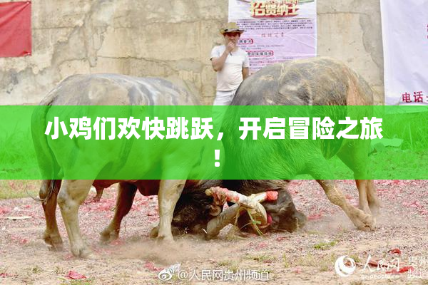 小鸡们欢快跳跃，开启冒险之旅！