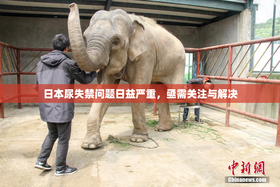 日本尿失禁问题日益严重，亟需关注与解决