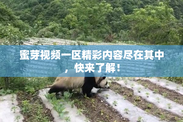 蜜芽视频一区精彩内容尽在其中，快来了解！