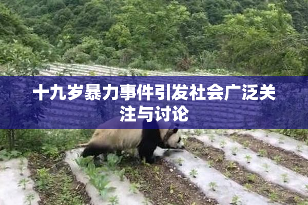 十九岁暴力事件引发社会广泛关注与讨论