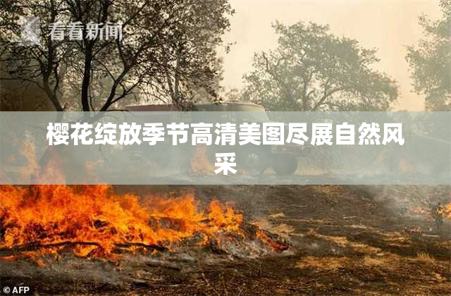 樱花绽放季节高清美图尽展自然风采