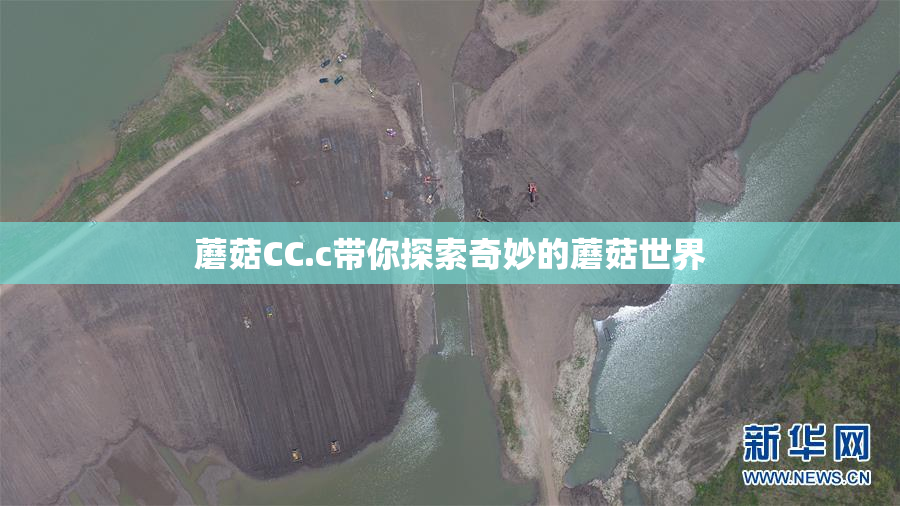 蘑菇CC.c带你探索奇妙的蘑菇世界