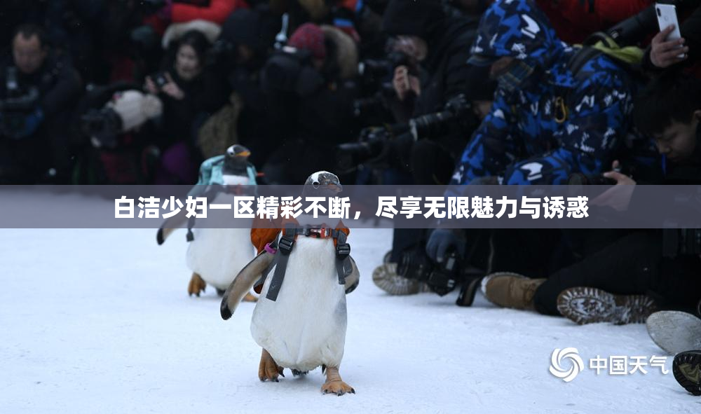 白洁少妇一区精彩不断，尽享无限魅力与诱惑