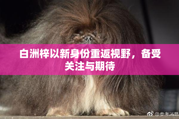白洲梓以新身份重返视野，备受关注与期待