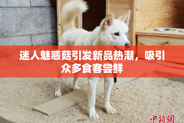 迷人魅惑菇引发新品热潮，吸引众多食客尝鲜