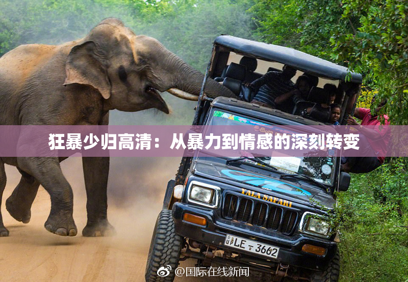 狂暴少归高清：从暴力到情感的深刻转变