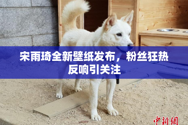 宋雨琦全新壁纸发布，粉丝狂热反响引关注