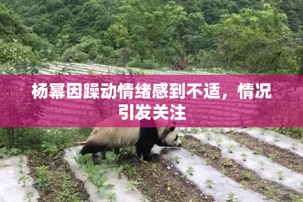 杨幂因躁动情绪感到不适，情况引发关注