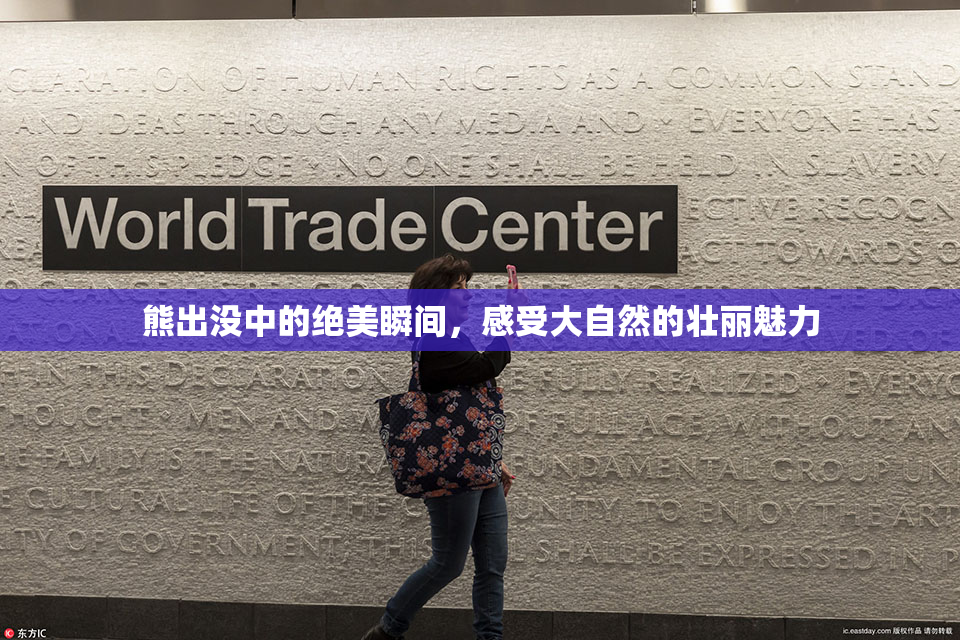 熊出没中的绝美瞬间，感受大自然的壮丽魅力