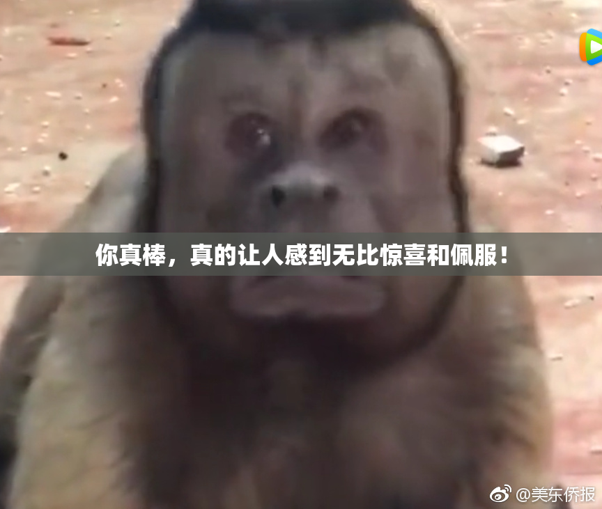 你真棒，真的让人感到无比惊喜和佩服！