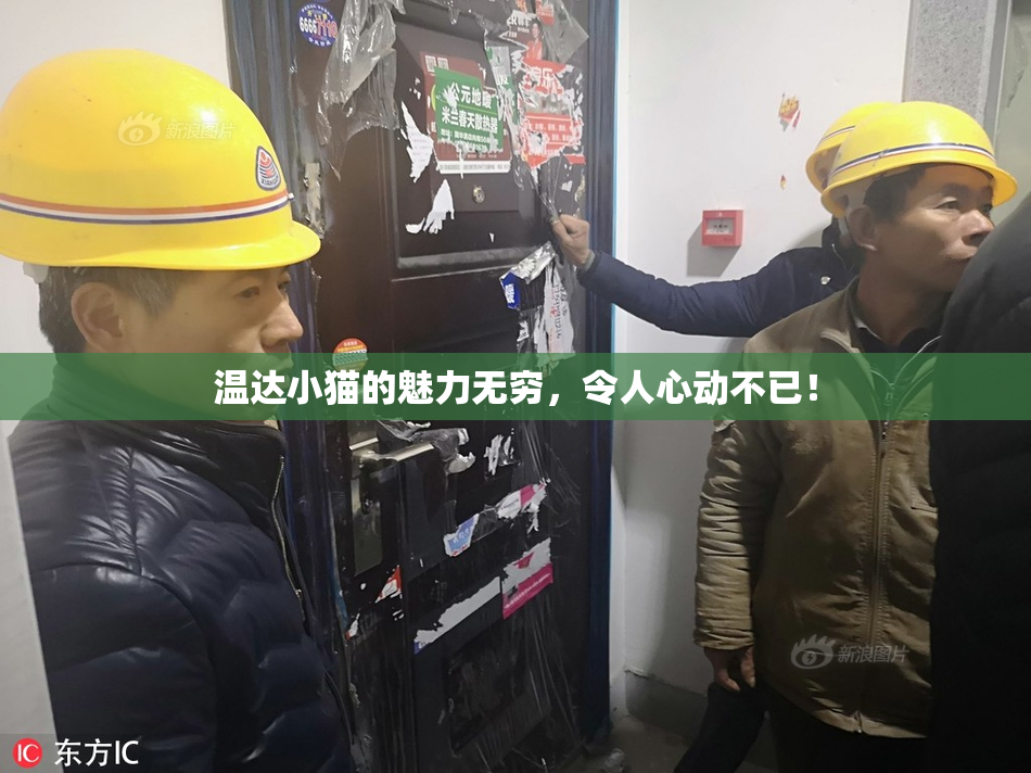 温达小猫的魅力无穷，令人心动不已！
