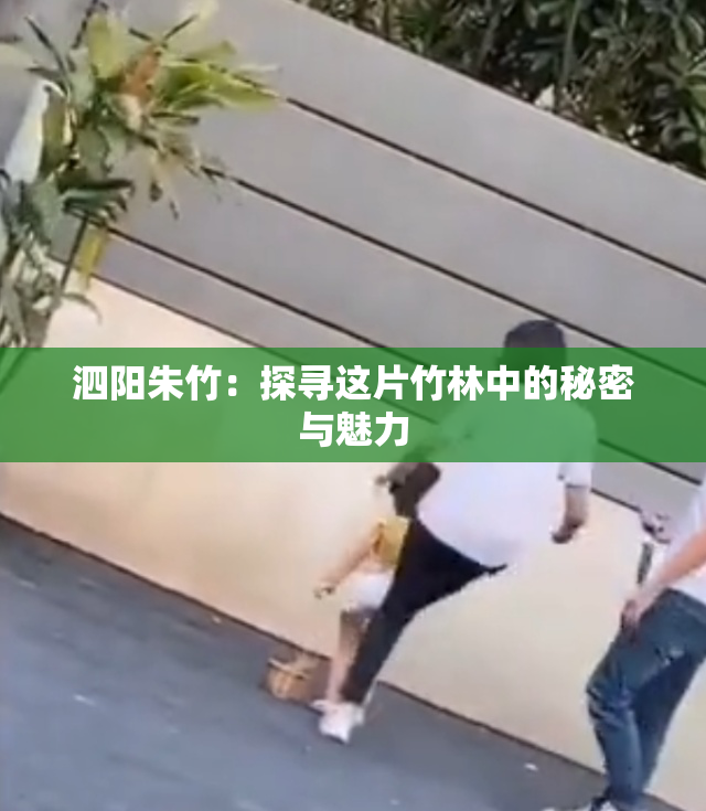 泗阳朱竹：探寻这片竹林中的秘密与魅力