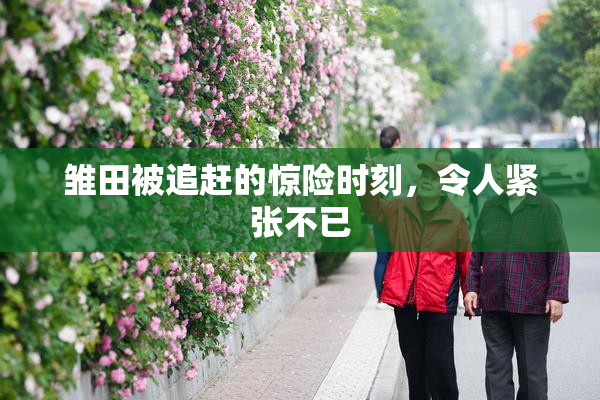 雏田被追赶的惊险时刻，令人紧张不已