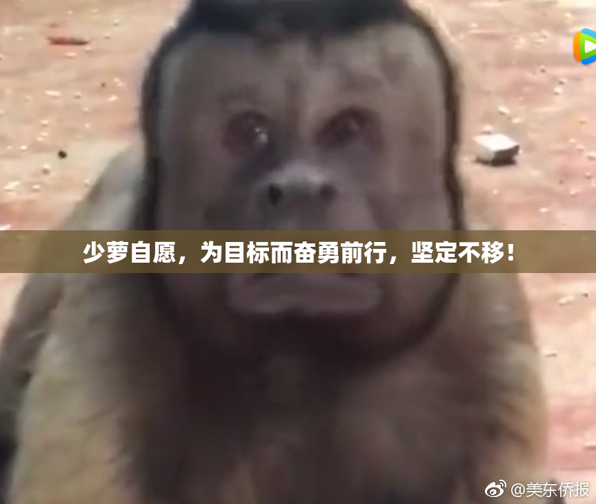 少萝自愿，为目标而奋勇前行，坚定不移！