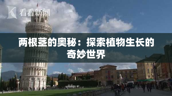 两根茎的奥秘：探索植物生长的奇妙世界
