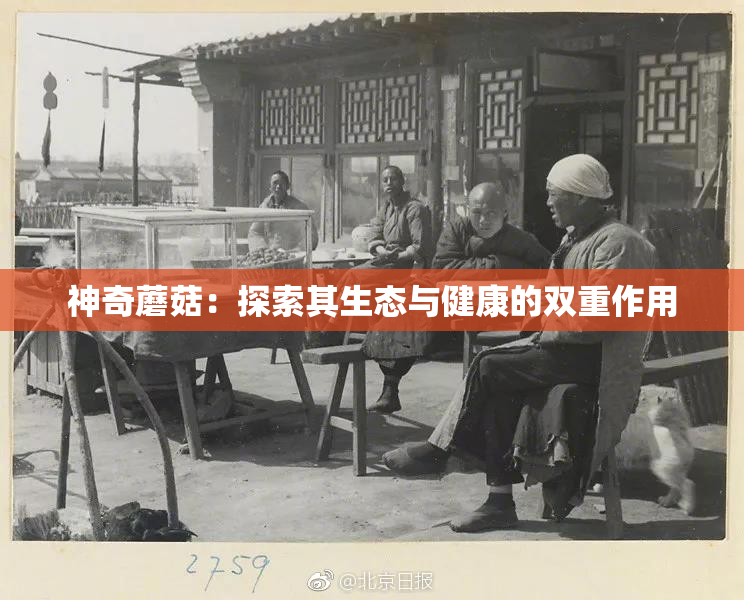 神奇蘑菇：探索其生态与健康的双重作用