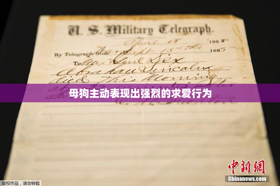 母狗主动表现出强烈的求爱行为