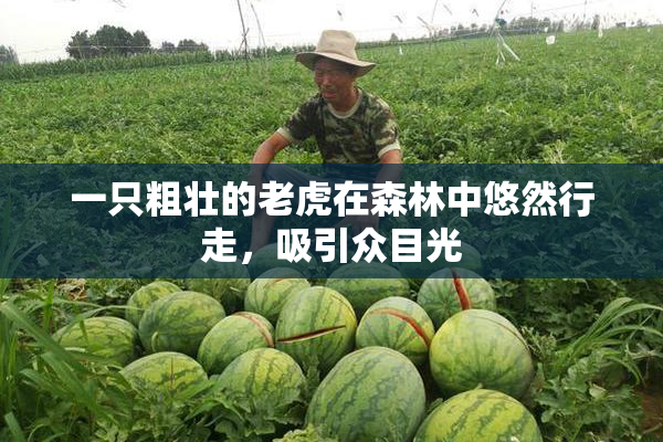 一只粗壮的老虎在森林中悠然行走，吸引众目光