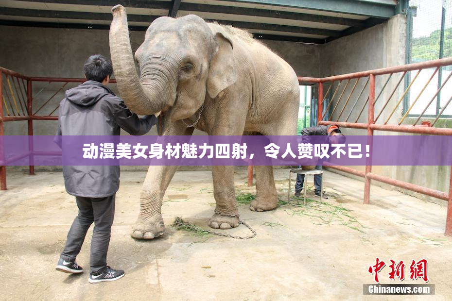 动漫美女身材魅力四射，令人赞叹不已！