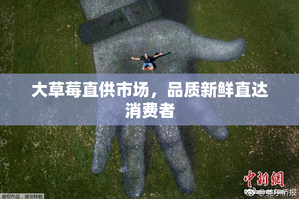 大草莓直供市场，品质新鲜直达消费者