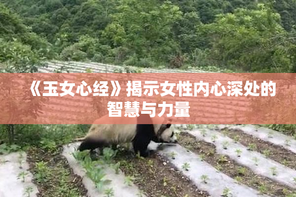 《玉女心经》揭示女性内心深处的智慧与力量